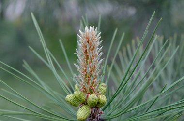Çam ve ladin kozalakları