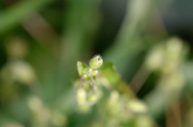 Arka planda bulanıklık, bahçede çiçekler