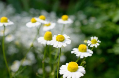 Bahçedeki papatya çiçekleri