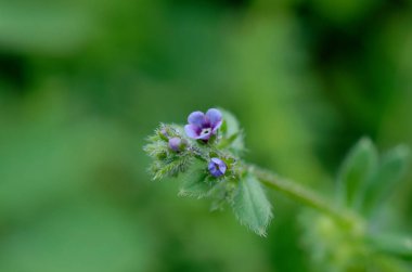 güzel çiçekler doğaya yakın çekim