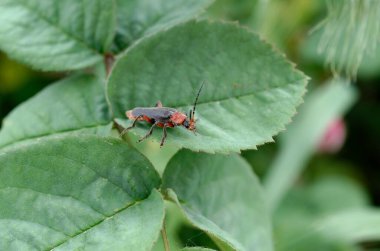 Bahçede yeşil yaprak üzerinde kırmızı böcek