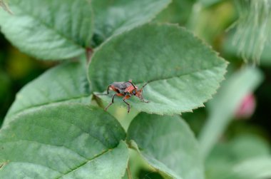 yeşil yapraklı kırmızı böcek