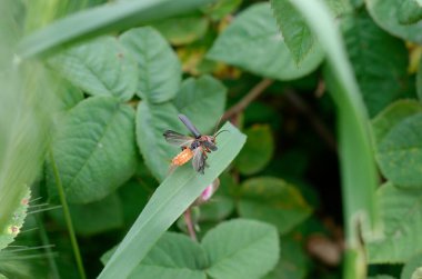 Bir bitkinin üzerindeki kelebeğe yaklaş.