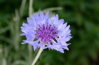 Çimenlerin üzerinde mavi bir çiçek