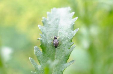 Bahçedeki yeşil böcek.
