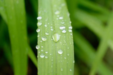 Yeşil yaprağın üzerindeki çiy damlaları