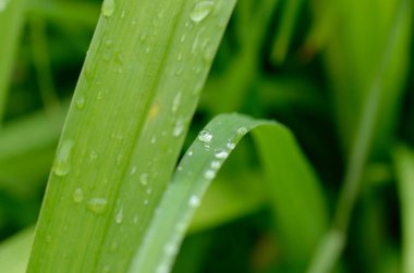 Çiyli yeşil çimen