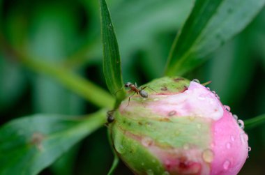 Güzel botanik fotoğrafı, doğal duvar kağıdı.