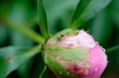 Pembe çiçekli bir makro poz.