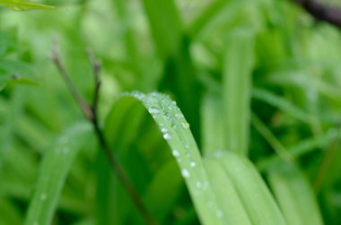 Çiyli yeşil çimen