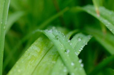 Çiyli yeşil çimen