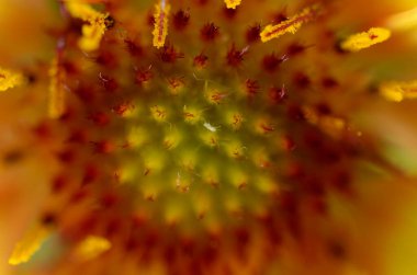 Makro fotoğraf. Doğadaki güzel portakal çiçeği.