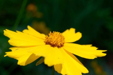 Bahçedeki sarı çiçek