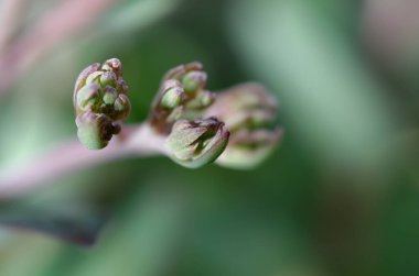 Güzel botanik fotoğrafı, doğal duvar kağıdı.
