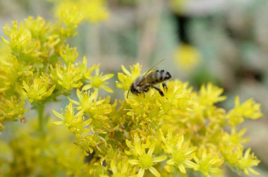 Sarı çiçekli arı.