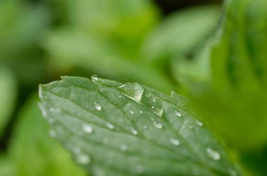 Su damlalı yeşil yaprak