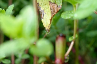 Yeşil yaprakları kapatın.