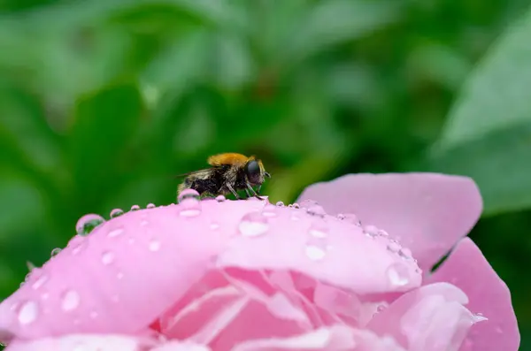 bee on a pink flower. bee on a pink flower with water drops.
