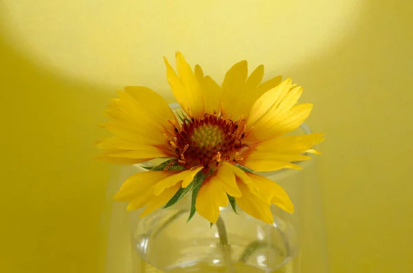 yellow flower in a transparent glass vase