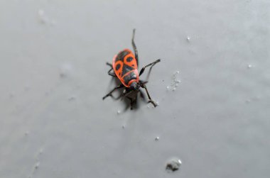 beyaz arkaplandaki kırmızı hata