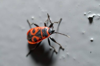 a macro shot of a red beetle on a dark surface clipart