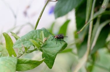 Yeşil yapraklı kara böcek.