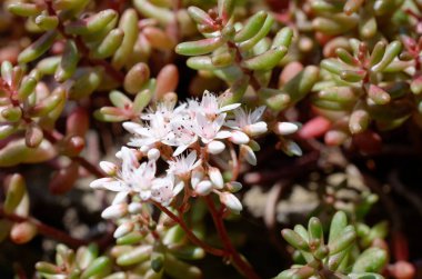 Kırmızı, beyaz, sulu bir bahçededir.