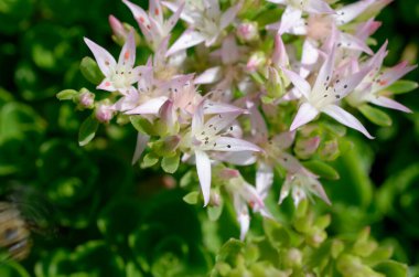 Doğada güzel bir çiçek