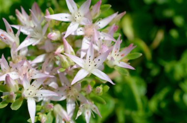 Yeşil arka planda beyaz çiçekler