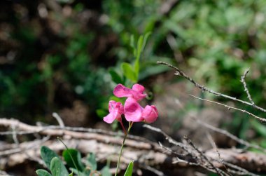 Bahçedeki güzel pembe çiçekler