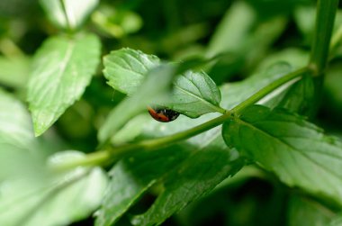 Bahçede yeşil yaprak