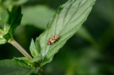 Yeşil böcek yeşil bir yaprağın üzerinde oturur ve bir yaprak yer..