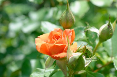 Bahçedeki kırmızı çiçek