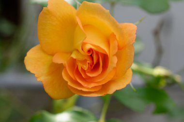 Bahçenin arka planında güzel sarı bir gül. Kapat - kapat