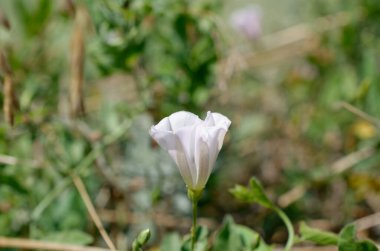 Bahçedeki güzel çiçek