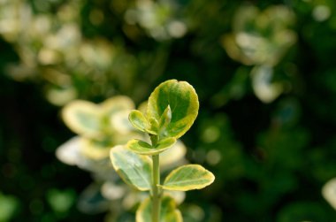 yeşil çimlerin üzerinde yeşil bitkiler. Güneş suya yansıyor..