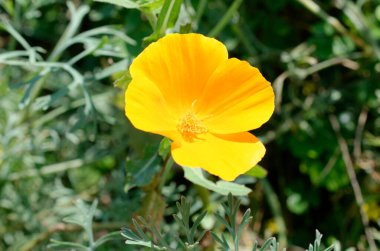 Bahçedeki güzel çiçekler