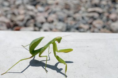 Yeşil peygamber devesi yerde