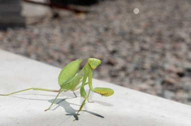 Beyaz arka planda peygamber devesinin yakın plan fotoğrafı.
