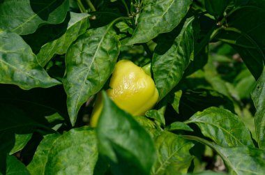 Bahçede yeşil biber