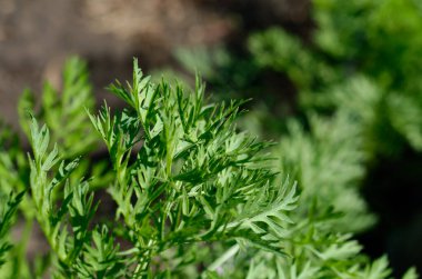 Yakın çekim - taze yeşil kekik bitkisi