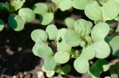 Bahçede büyüyen yeşil bezelyeler