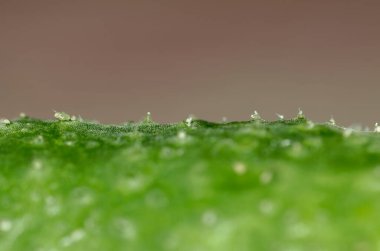 Yeşil yosun makro arka plan