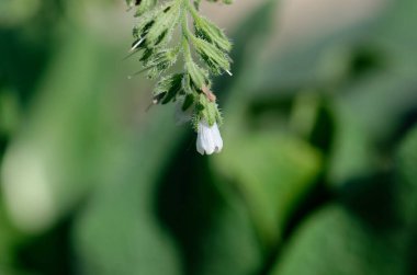 Beyaz bir çiçeğe yaklaş