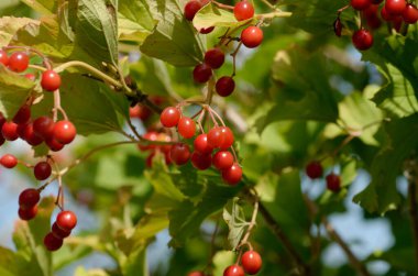 Dallarda olgun kırmızı frenk üzümü. Kırmızıüzümlerinin çalısı güneşli bir sonbahar gününde.