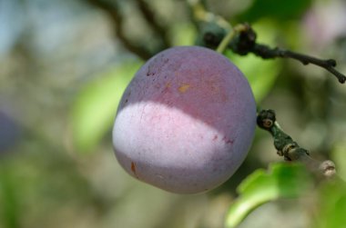 Olgun erikler ağaçta