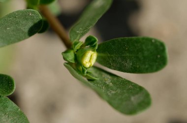 Bahçede yeşil yapraklar