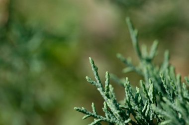 Arka planda bulanık bir bitkinin yakın plan görüntüsü.