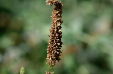 Renkli arkaplanının yakın plan görüntüsü
