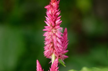 Doğadaki pembe çiçekler